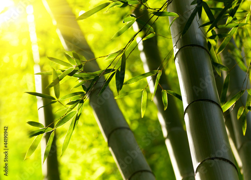 Naklejka na szybę Bamboo forest background. Shallow DOF