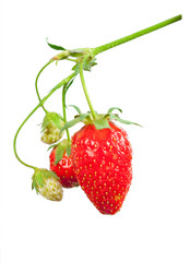 Poster - Strawberry bush