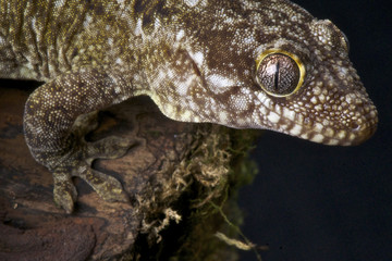 Wall Mural - Rough snouted gecko / Rhacodactylus trachyrhynchus