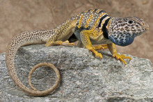 Collared Lizard / Crotaphytus Bicinctores