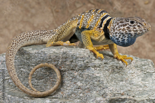 Photographie Lézard à collier / Crotaphytus bicinctores