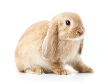 Bunny Rabbit In Front Of White Background