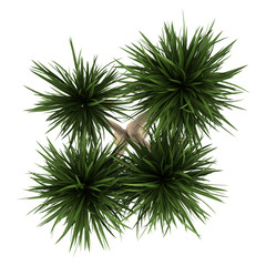 Wall Mural - top view of yucca palm tree isolated on white background
