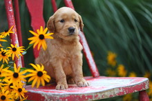 Golden Retriever Sitting On Old Chair