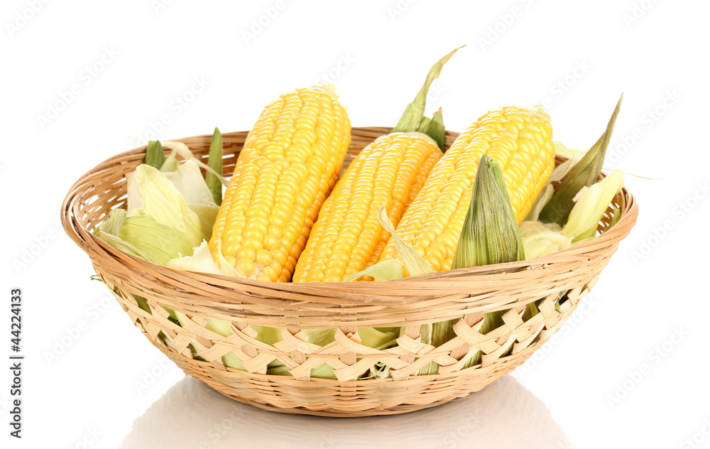 Fresh corn cobs in basket isolated on white