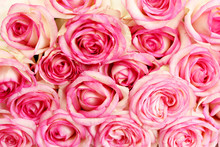 Beautiful Bouquet Of Pink Roses, Close Up