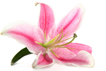 Poster - beautiful pink lily, isolated on white