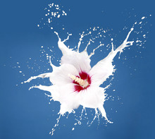 White Splash Flowers