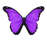 Fototapeta Motyle - Morpho violet butterfly , isolated on white