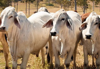 Three Grey Brahman Beef Cows