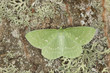 Large emerald, Geometra papilionaria sitting on oak