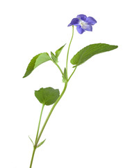 Wall Mural - Heath Violet, Viola canina isolated on white background