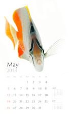 Wall Mural - 2013 calendar, sea marine life concept