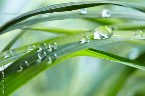 Nowoczesny obraz na płótnie water drops on the green grass