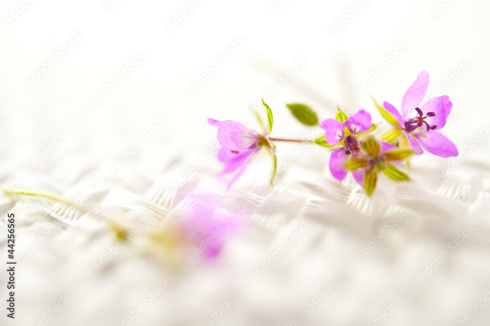Obraz na płótnie fioletowe kwiaty w salonie