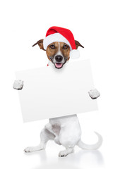 Poster - christmas dog placeholder