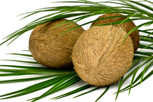 Orzech Kokosowy
