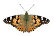 isolated butterfly - 