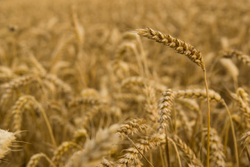 Wheat field - 2