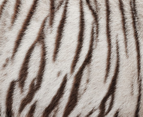 Wall Mural - white bengal tiger fur