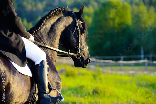 Cuadros en Lienzo Black Friesian horse in the sunset with rider