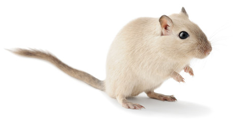 Isolated mouse pet. Cute little gerbil isolated on white background