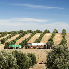 Olive plantation