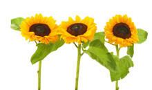 Composition With Sunflowers Isolated On White Background