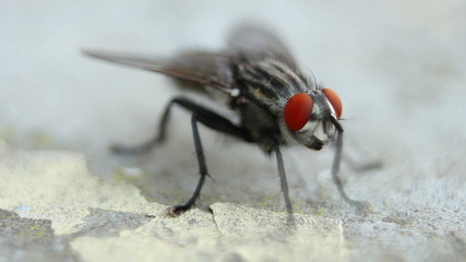 fly