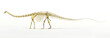 Diplodocus dinosaur full skeleton photo-realistc rendering.