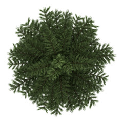 Wall Mural - top view of scots pine tree isolated on white background