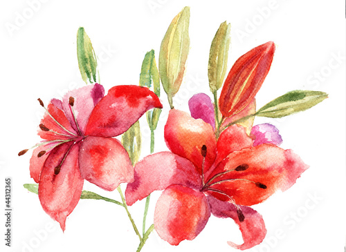 Fototapeta na wymiar Beautiful Lily flowers, watercolor illustration