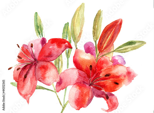 Plakat na zamówienie Beautiful Lily flowers, watercolor illustration