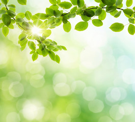 spring background
