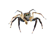 Isolated Of Jumper Spider On White Background
