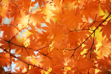 Wall Mural - autumn maple leaves