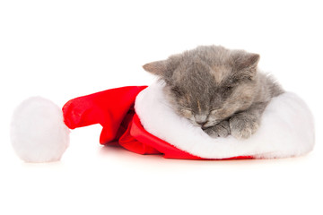 Sticker - Beautiful cat in a Santa Claus hat