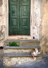 Fototapete - Italian old house and cat