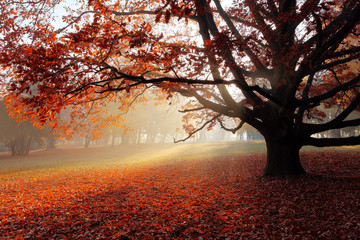 Aufkleber - Alone tree in Autumn park.