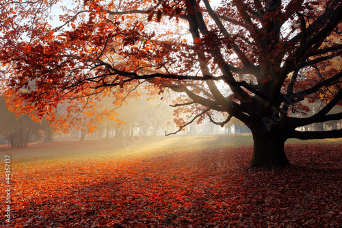 Naklejka na szybę Alone tree in Autumn park.