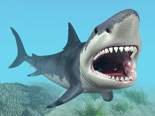 Wall Mural - Great White Shark