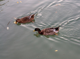 Wall Mural - wild duck