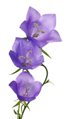 Wall Mural - three blue campanula flowers on white