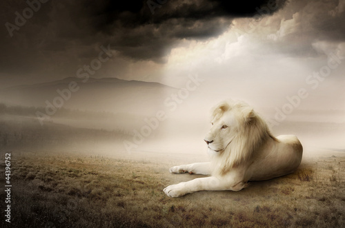 Nowoczesny obraz na płótnie White lion at sunset