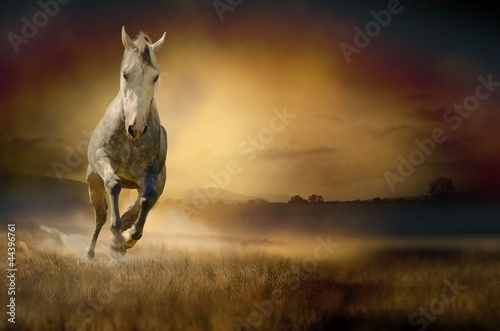 Fototapeta na wymiar White horse in sunset