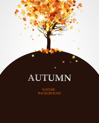 Wall Mural - autumn maple tree
