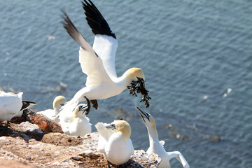 Canvas Print - Basstölpel am Vogelfelsen auf Helgoland