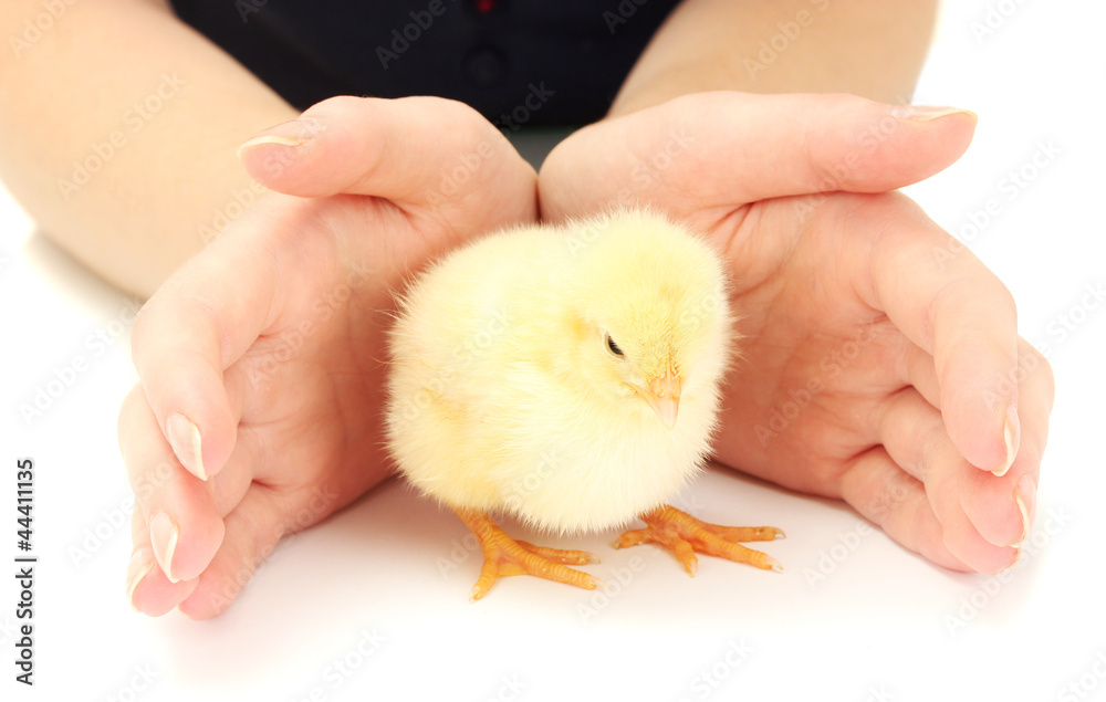beautiful little chicken and hands isolated on the white