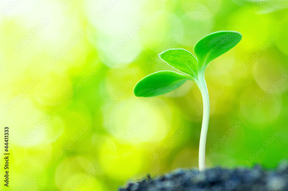 Sunflower sprout on yellow bokeh background (horizontal) Stock Photo Sunflower sprout on yellow bokeh background (horizontal) Stock Photo