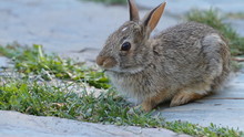 Young Rabbit Eating Grass In The Garden